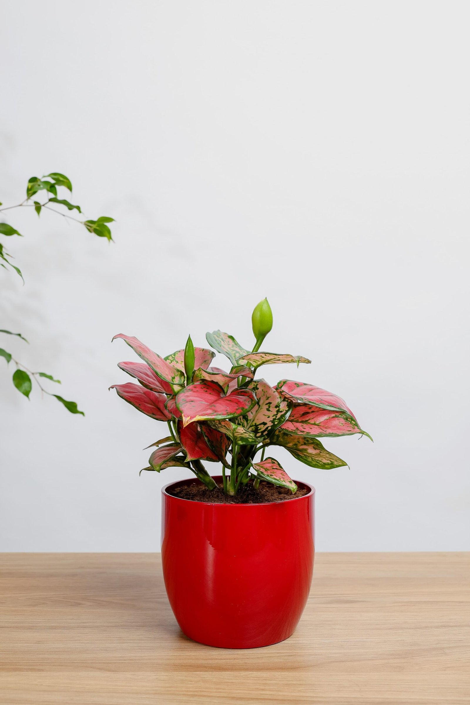 نبتة اجلونيما وردي في حوض سيراميك احمر