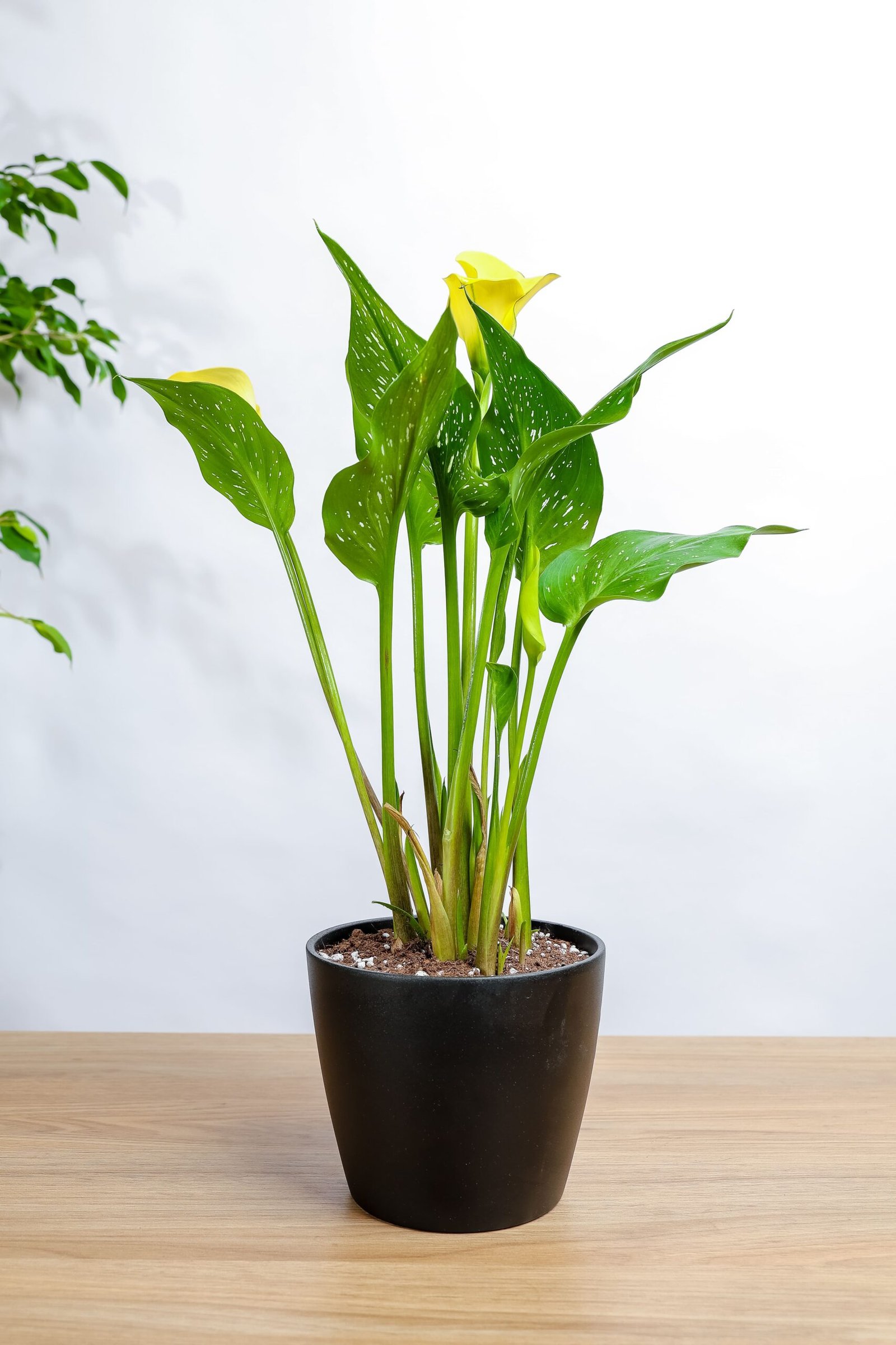 نبتة كالاليلي اصفر في حوض رخام اسود