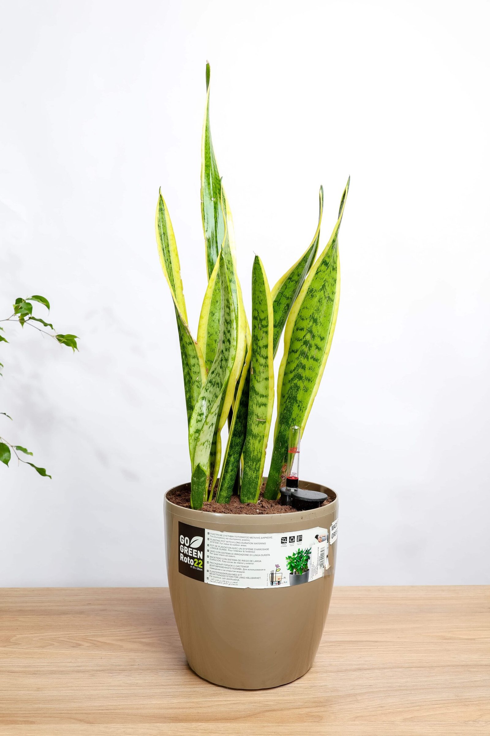 نبتة جلد النمر في حوض ري ذاتي رمادي فاتح