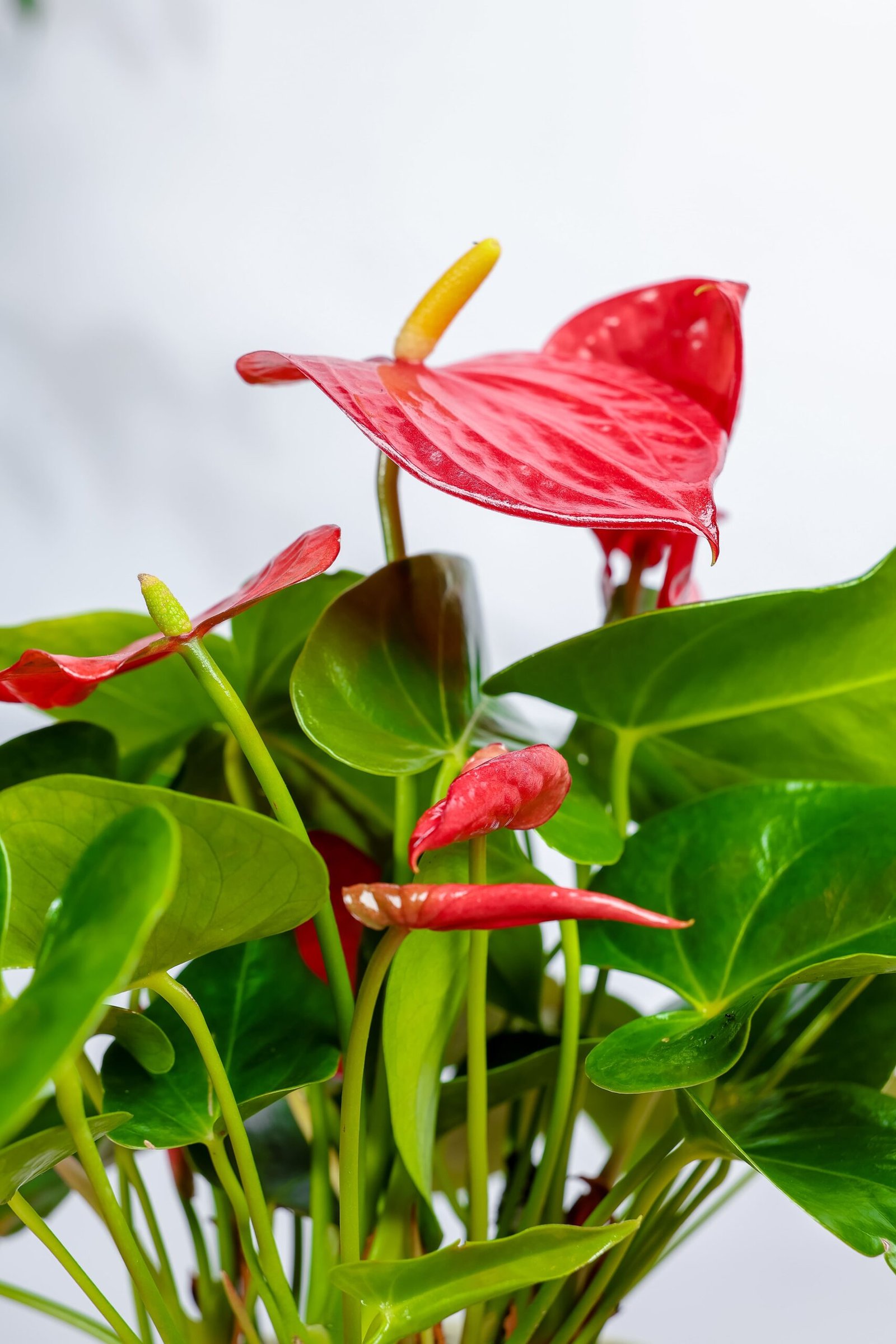 نبتة انتوريوم احمر في اصيص سيراميك بيج فاتح - الصورة 2