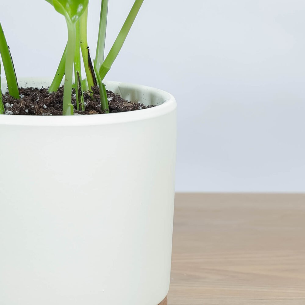 Shop Secondary Image Shop Secondary Image