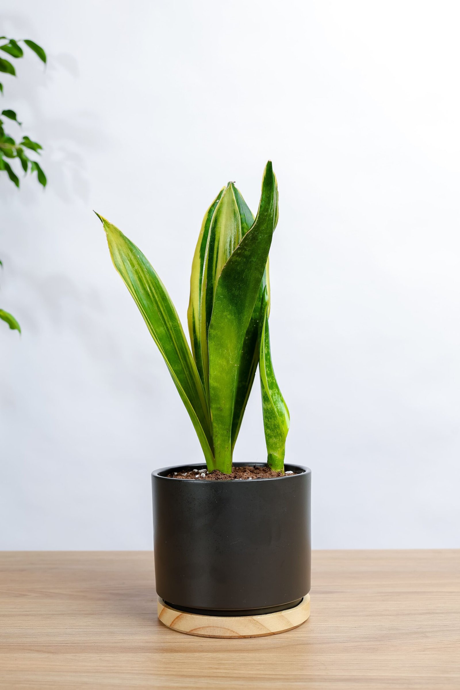 نبتة جلد النمر في حوض سيراميك اسود بقاعده خشبيه