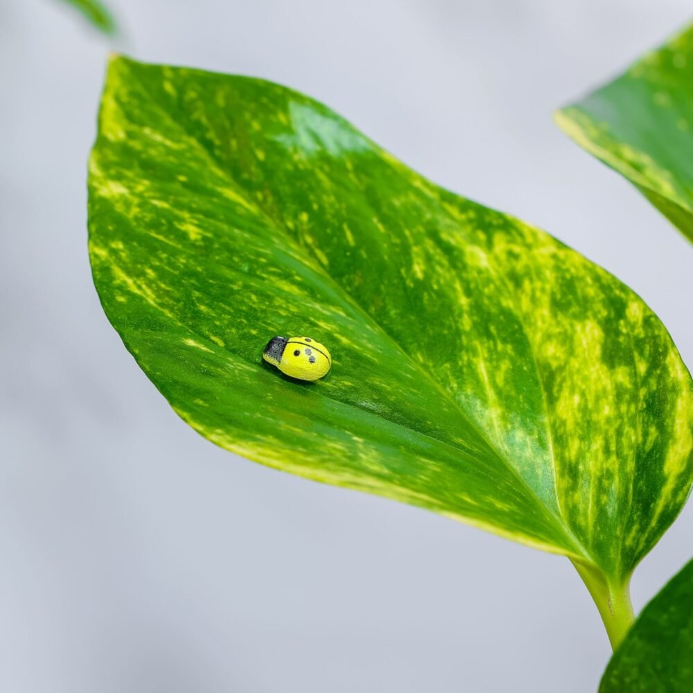 Shop Secondary Image