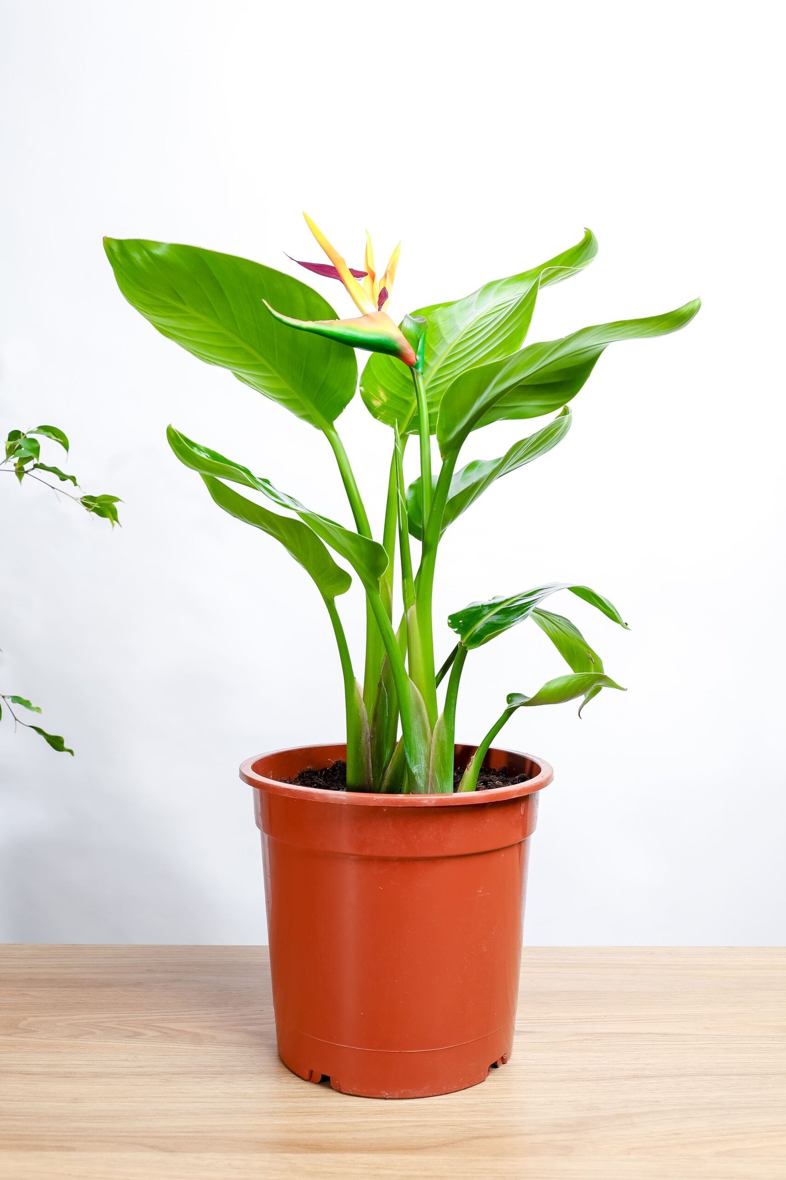 عصفور الجنه صغيره