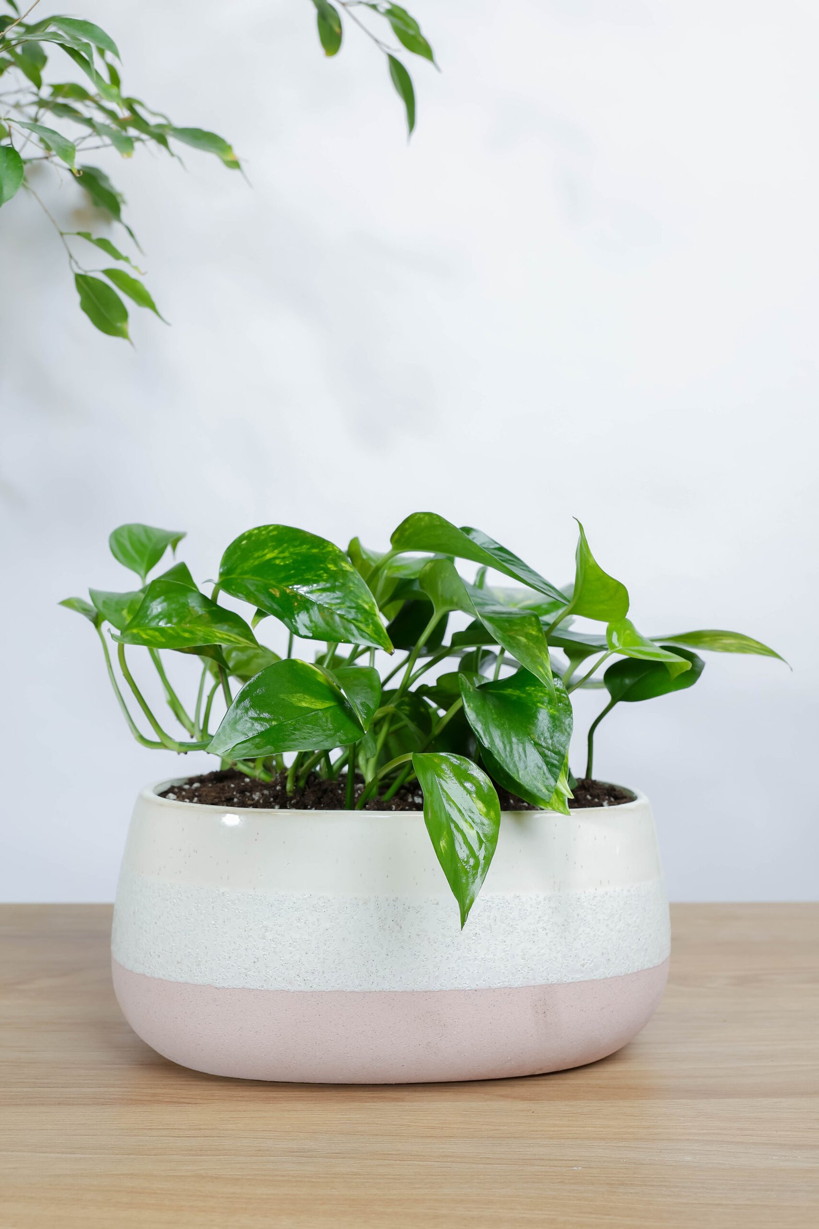 بوتس نبتة جولدن من زريعة | هدية وتوزيعات نباتية بالرياض