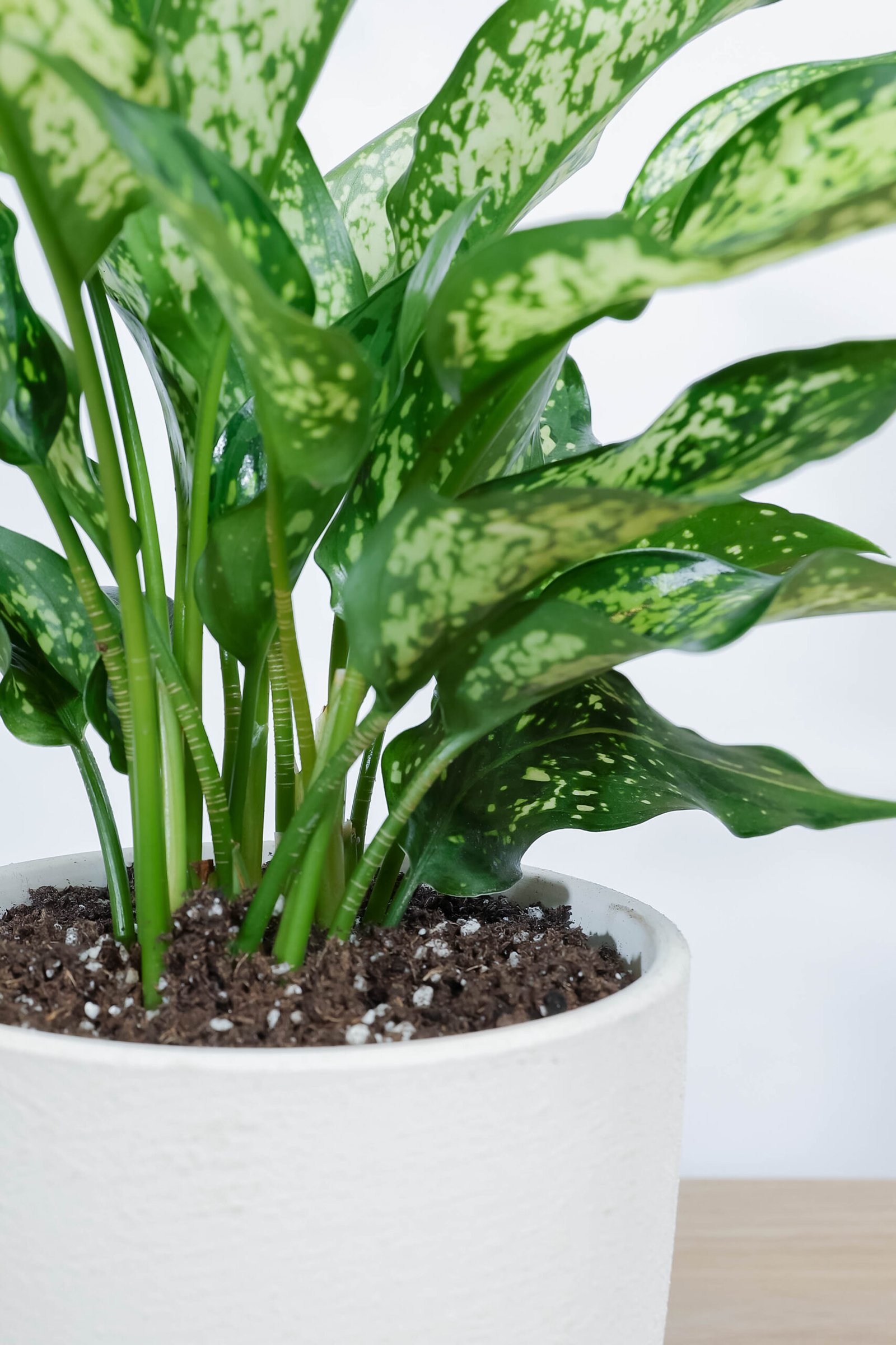 نبتة اجلونيما ابيض مبرقشه في اصيص فخار خشن ابيض - الصورة 2