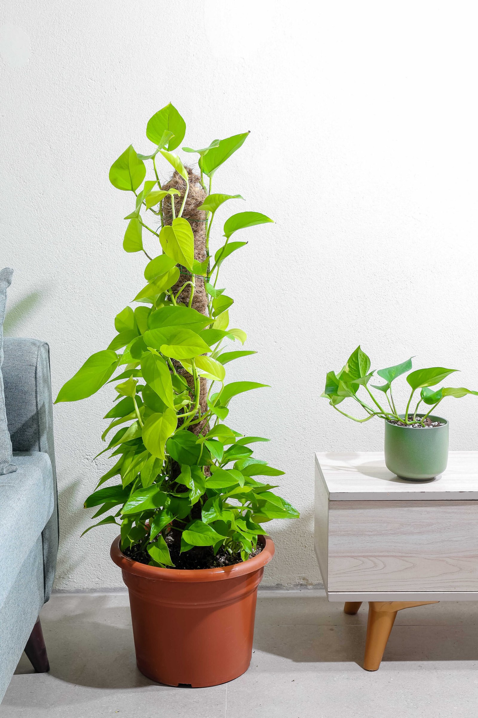 نبتة بوتس نيون متسلقه - neon