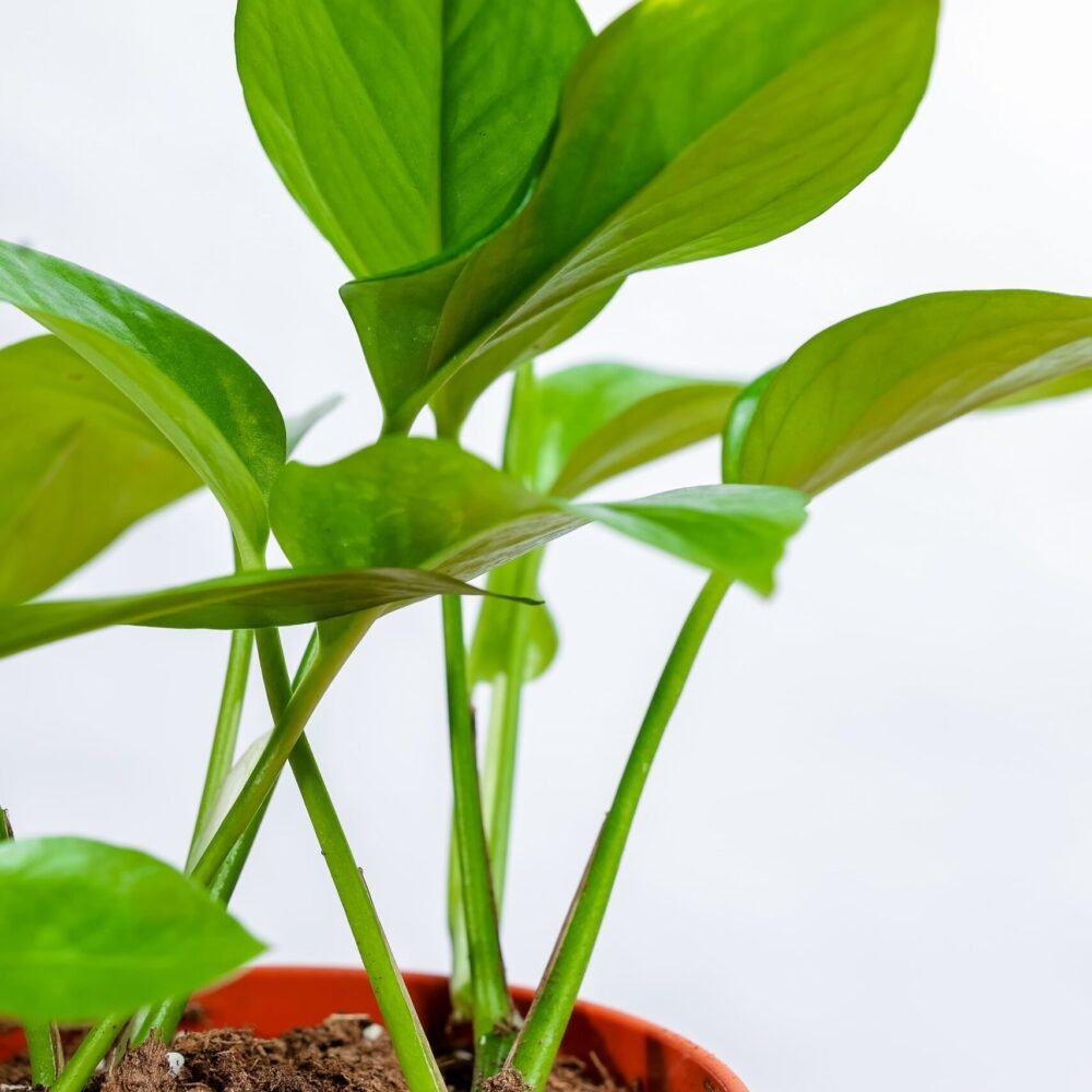 Shop Secondary Image