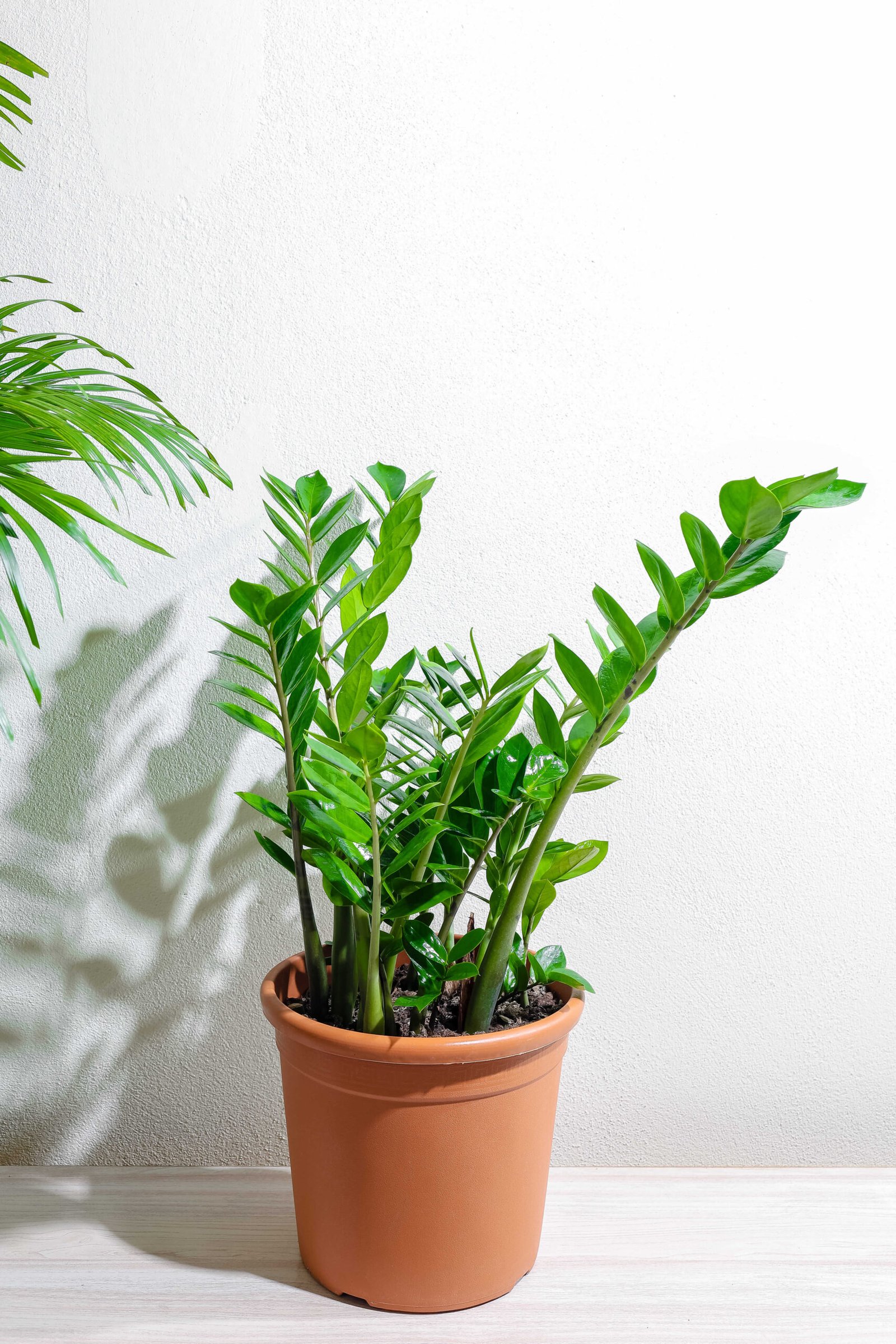 نبتة الزاميا الخضراء 20 سم