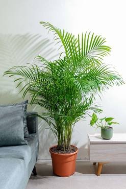 نبتة الاريكا – إشراقة طبيعية وحيوية في مساحتك